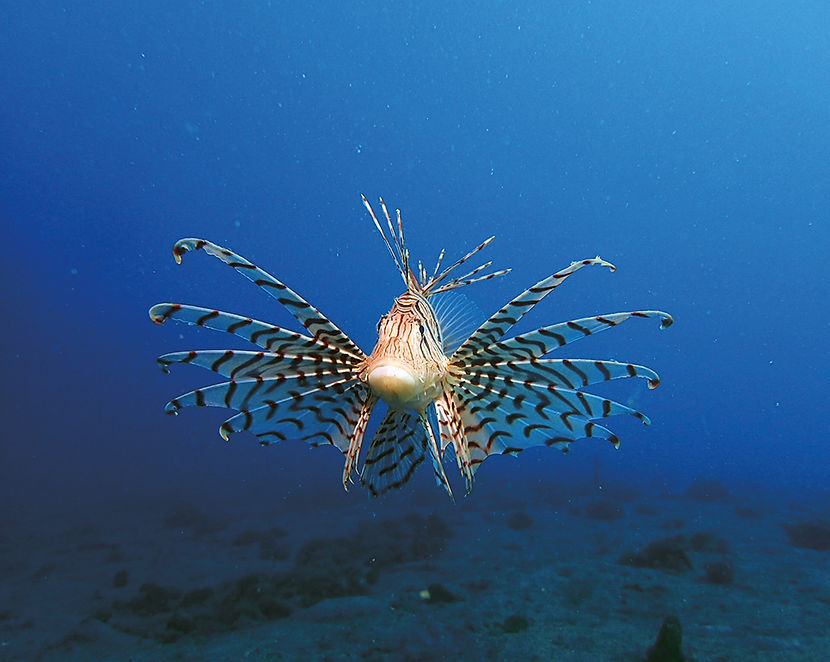 伊豆の魚03_RGB.jpg