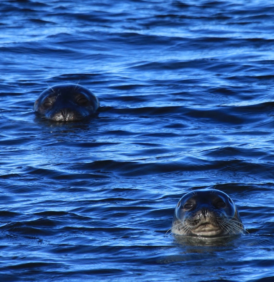 Icelandic Seals