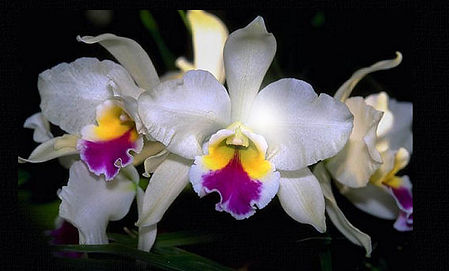 Orchids.jpg