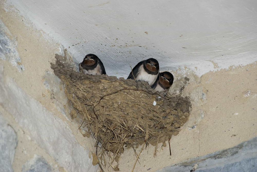 How to Keep Birds from Making Nests in Unwanted Places