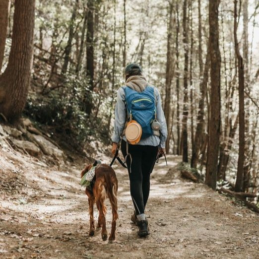 Paseo de perro privado