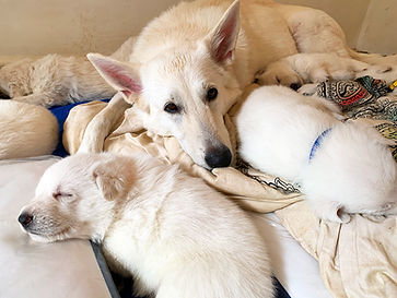 akc white German shepherd puppies