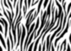 zebra.jpg