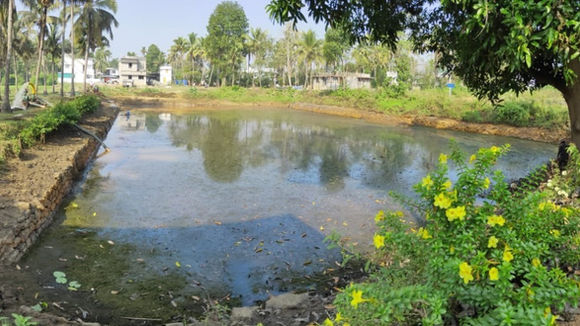 ELANJIKULAM POND 5