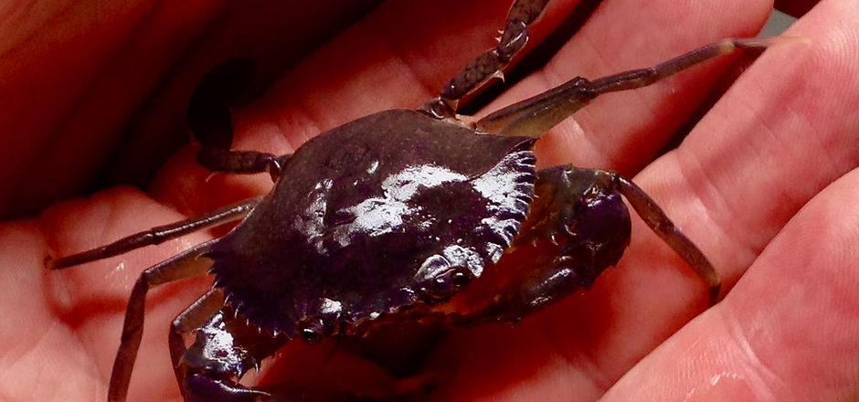 Mud crab in hand