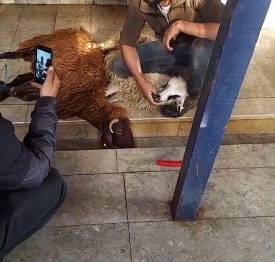 vekaleten adak kurban kesimi.jpg