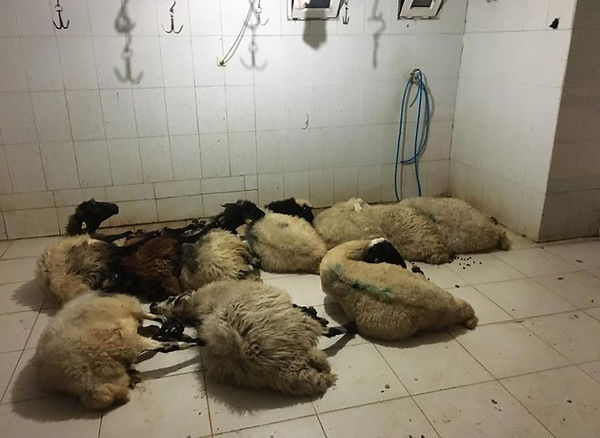 adak kurban fiyatları.jpg