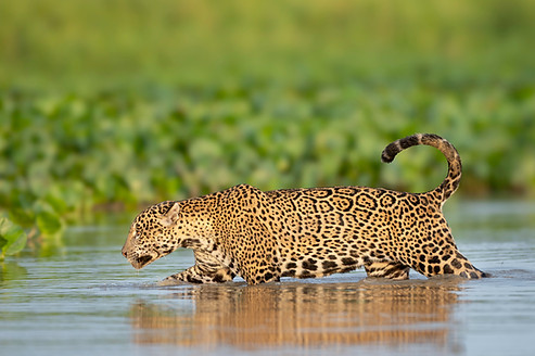 light Pantaneiro_edited.jpg