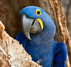hyacinth-macaw-001.jpg
