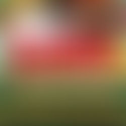 Jeffree Star Holiday (19') Mystery Boxes!