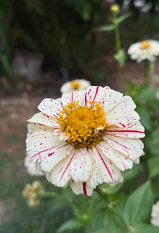 IMG_5727.HEIC