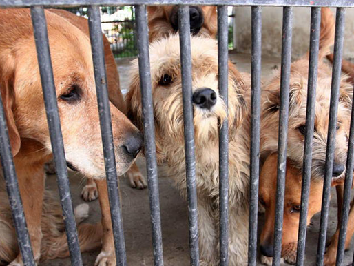 Activistas en Pachuca exigen freno al maltrato animal.