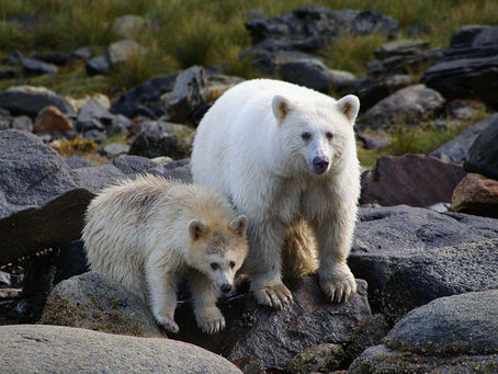 Indigenous Protected and Conserved Areas--