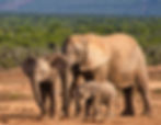 African elephants