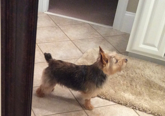 Sooner freshly groomed