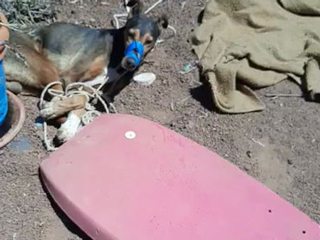 El espeluznante vídeo que llevó a la condena de dos personas por asfixiar a un perro en Teguise