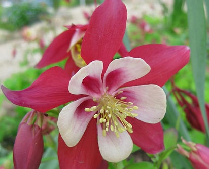 Columbine Flower (1200 x 1200 px).jpg
