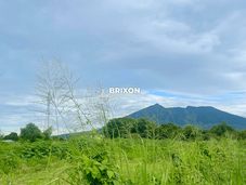 Lush green field with tall grass in the foreground and a clear view of Mount Arayat in the background.