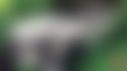 Cara Pesan Taksi Listrik Grab, Cuma Bisa di Bandara Soeta