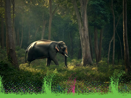 Western Ghats: The Biodiversity Backbone of India
