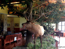 November Programs At Elk Country Visitors Center