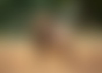 Game Commission Elk Camera Returns