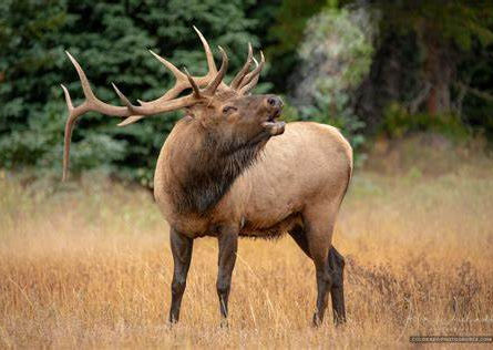 Game Commission Elk Camera Returns