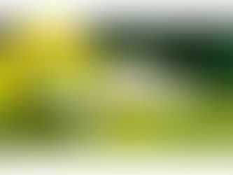 2026 Cameron County Little League Registration Underway