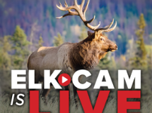 Pennsylvania Game Commission’s Elk Cam Now Live