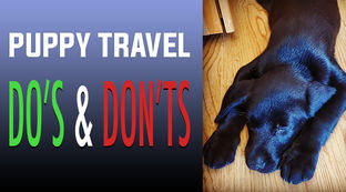 Traveling With A Puppy: Do’s and Don'ts