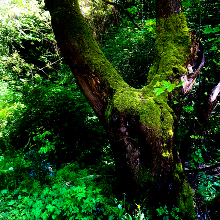 Hidden Treasures