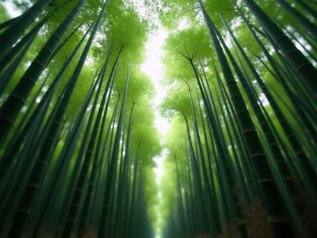 Discover the Enchantment of Arashiyama Bamboo Forest and Its Hidden Gems