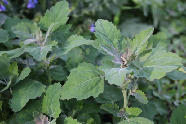 A photograph of Lambs Quarter