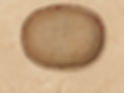 arquebios%2520artefatoarqueopogico_edite