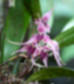 Orchids. Enga Province