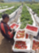 Sirunki strawberries. Laiagam District, Enga Province