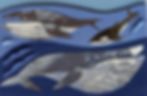 20230721_182156_edited.jpg