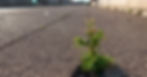 ree