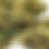Thumbnail: Famous THCa "Maui Waui" is Back!