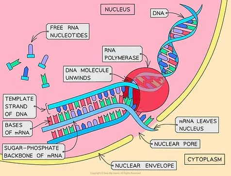 Transcription-in-the-nucleus.webp