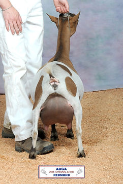 frech quarter udder.jpeg