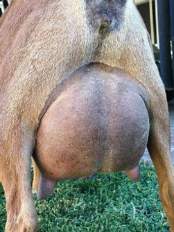 aug-2020-rear-udder-2.jpeg