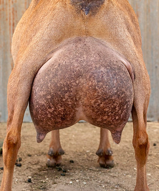 mystic-udder-2024_orig.jpeg