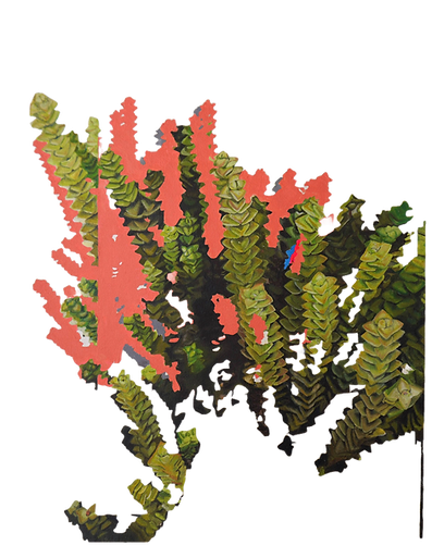 suculentaedit (1).png