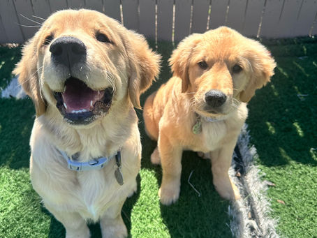 Essential Obedience Training for Puppies