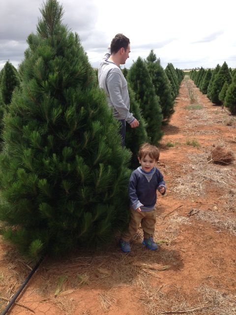 Christmas Tree Farms In Melbourne