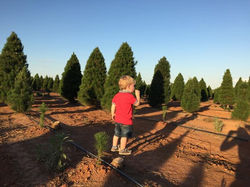 Melbourne Christmas tree farm
