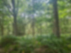 Woodland - Summer.jpg