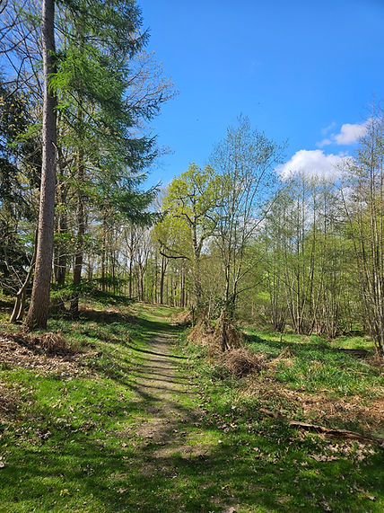 woodland.jpg