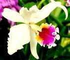 Oficialmente Ecuador es el país de las orquídeas